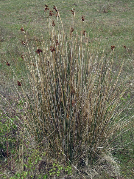 sharp rush / Juncus acutus: _Juncus acutus_ is a tall maritime rush with a limited distribution.