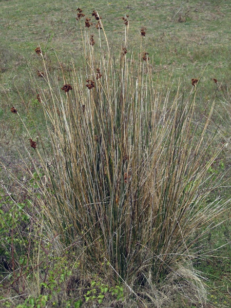 sharp rush / Juncus acutus