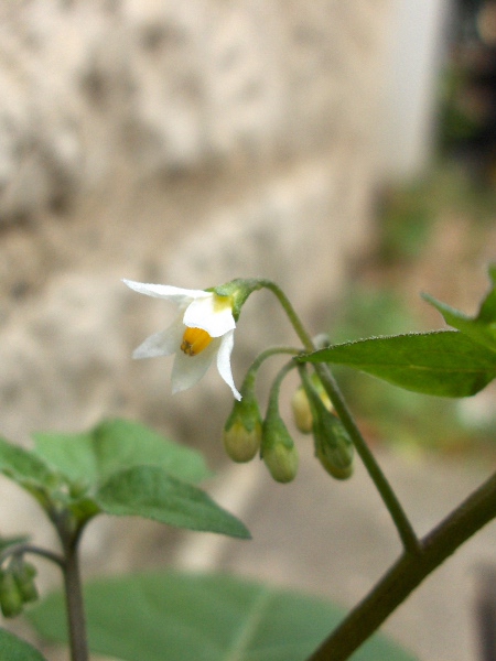 black nightshade / Solanum nigrum: Flower