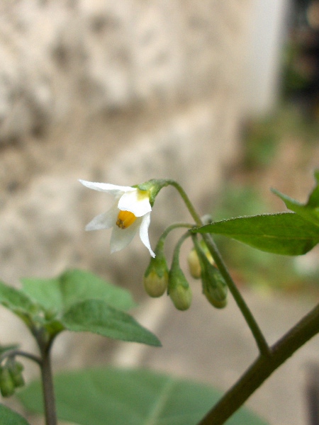 eglandular black nightshade / Solanum nigrum subsp. nigrum: The calyx of _Solanum nigrum_ subsp. _nigrum_ lacks the prominent, patent, gland-tipped hairs of _Solanum nigrum_ subsp. _schultesii_.