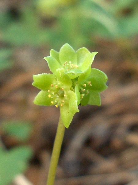 moschatel / Adoxa moschatellina: The inflorescence of _Adoxa moschatellina_ is a unique setting of four 5-parted flowers arranged in a square around the top of stem, with a single terminal 4-parted flower.