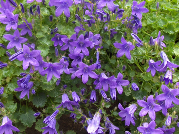 Adria bellflower / Campanula portenschlagiana: _Campanula portenschlagiana_ has bell-shaped flowers, with the corolla divided to around half way.