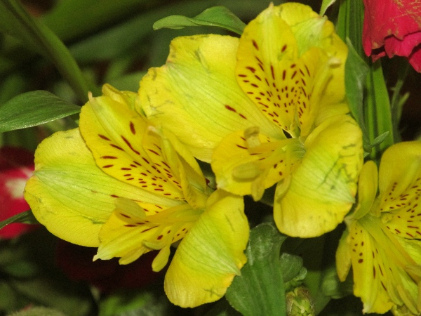 Peruvian lily / Alstroemeria aurea: _Alstroemeria aurea_ is a popular garden plant with orange or yellow flowers.