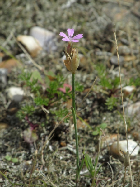 childing pink / Petrorhagia nanteuilii: _Petrorhagia nanteuilii_ is found in Britian only on shingle in West Sussex; it can only be told from its close relatives by the texture of its seeds.