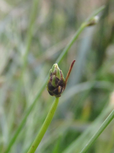 bristle club-rush / Isolepis setacea: _Isolepis setacea_ differs from _Isolepis cernua_ in that the glumes are entirely brown either side of the green midrib.