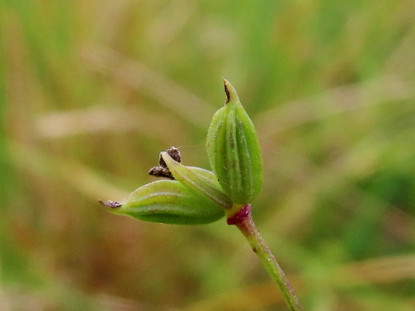 lesser meadow-rue / Thalictrum minus: The achenes of _Thalictrum minus_ have 8–10 ribs, in contrast to the 6 ribs of _Thalictrum flavum_.