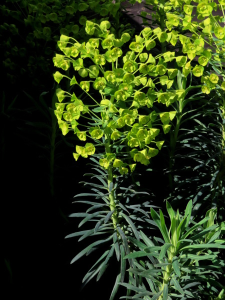 Mediterranean spurge / Euphorbia characias: _Euphorbia characias_ has denser inflorescences than its relative _Euphorbia amygdaloides_.