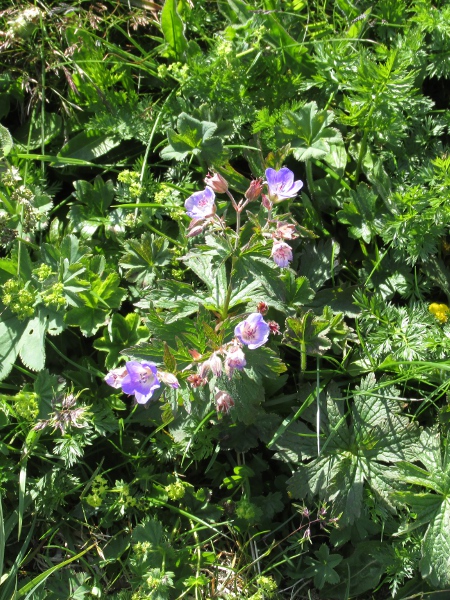 wood cranesbill / Geranium sylvaticum: _Geranium sylvaticum_ is almost exclusively found north of the Aire Gap in Great Britain; in Ireland, it is only native to Glenarm (VCH39).