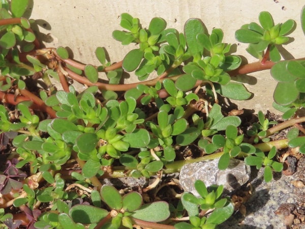 common purslane / Portulaca oleracea: _Portulaca oleracea_ is a creeping, fleshy plant, with yellow flowers and seeds borne in dry cup-shaped capsule.
