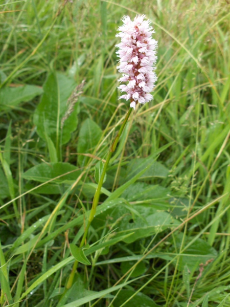 common bistort / Bistorta officinalis: _Bistorta officinalis_ grows in base-poor grasslands that are moist underfoot.