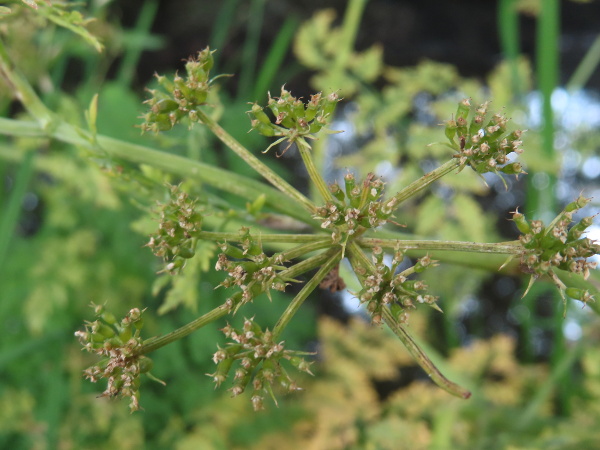 fine-leaved water-dropwort / Oenanthe aquatica: The fruits of _Oenanthe aquatica_ have persistent sepals, and are much longer than the styles.