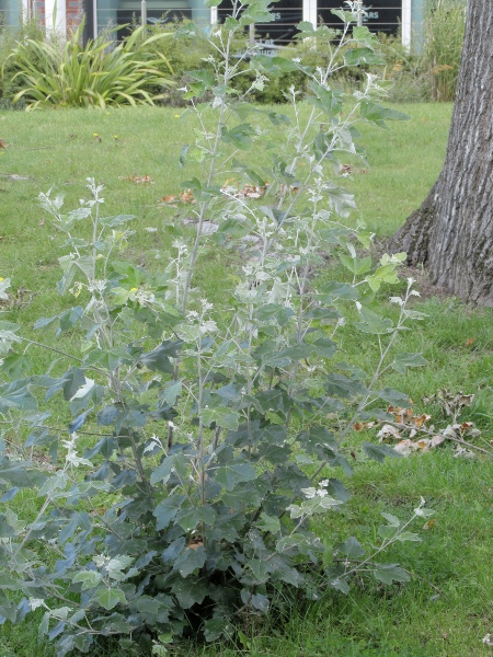 white poplar / Populus alba: _Populus alba_ often spreads vegetatively by underground suckers.