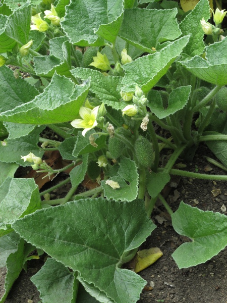 squirting cucumber / Ecballium elaterium: _Ecballium elaterium_ is a toxic Mediterranean plant that was once widely grown for medical use.