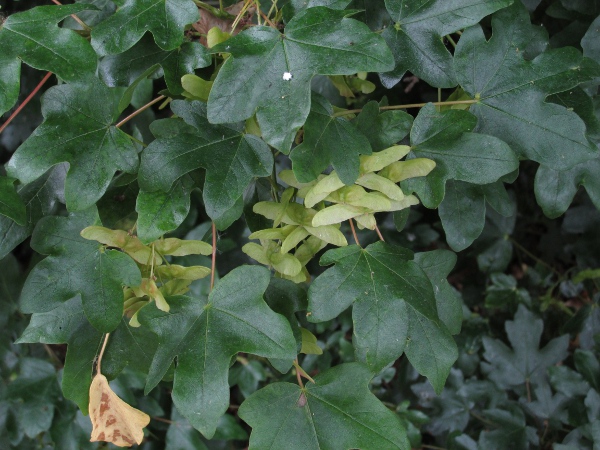 field maple / Acer campestre: The leaves of _Acer campestre_ have rounded points, and the 2 halves of the winged fruits are in a straight line, rather than angled downwards.