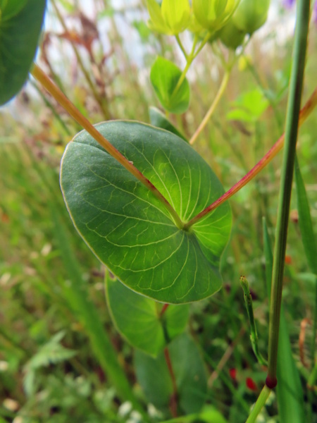 thorow-wax / Bupleurum rotundifolium: _Bupleurum rotundifolium_ differs from _Bupleurum subovatum_ in that its leaves are less than twice as long as wide.