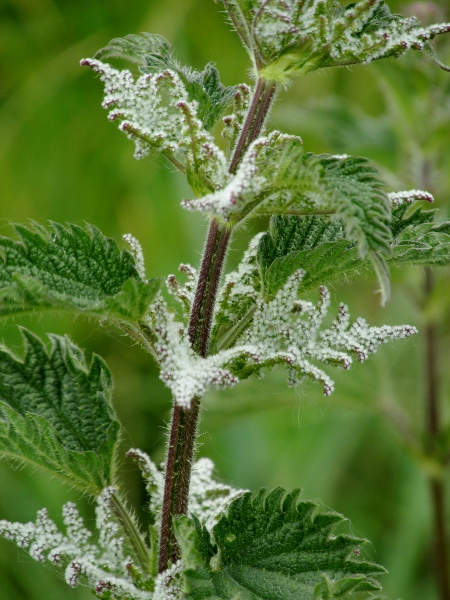 common nettle / Urtica dioica: The female (pistillate) flowers are shorter and less pendulous, with a woolly or frosty appearance.