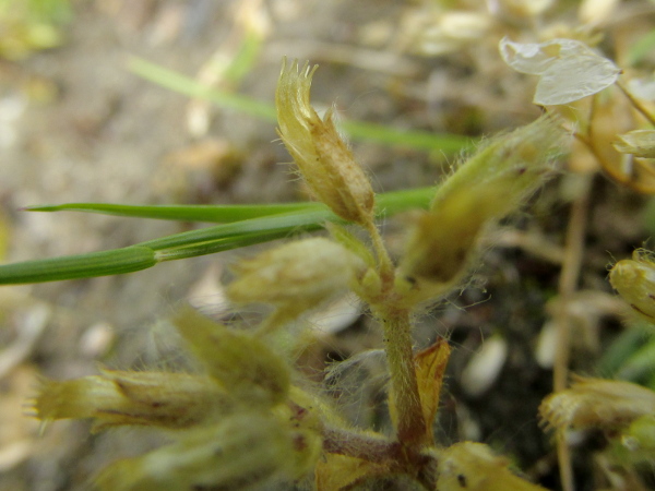 little mouse-ear / Cerastium semidecandrum: The capsules of _Cerastium semidecandrum_ (and most other _Cerastium_ species) have 10 teeth around the rim.