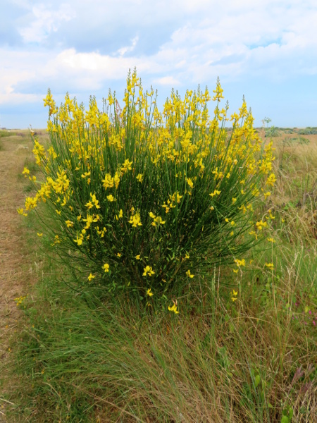 Spanish broom / Spartium junceum