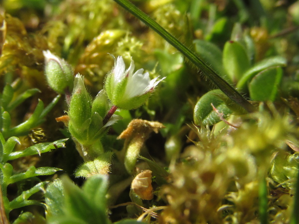 little mouse-ear / Cerastium semidecandrum: _Cerastium semidecandrum_ is a diminutive mouse-ear of dry sandy areas, with only 5 stamens per flower and largely scarious bracts. Its petals are about as long as, or somewhat shorter than, the sepals.