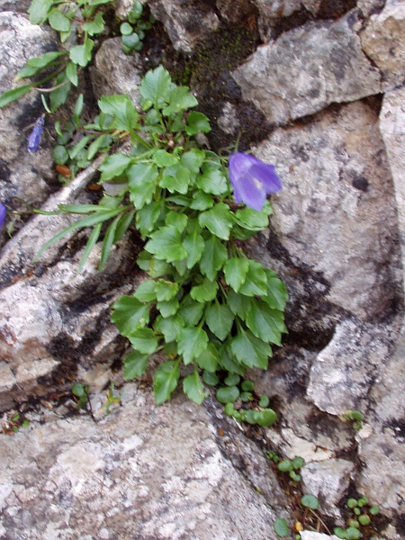 fairy’s thimble / Campanula cochleariifolia: _Campanula cochleariifolia_ is native to the mountains of central and southern Europe; it is closely related to _Campanula rotundifolia_, but has broader, cuneate stem-leaves.