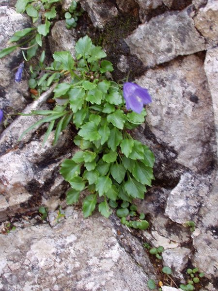 fairy’s thimble / Campanula cochleariifolia