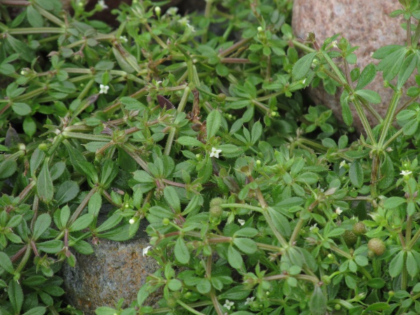 cleavers / Galium aparine: _Galium aparine_ subsp. _agreste_ is a prostrate subspecies.