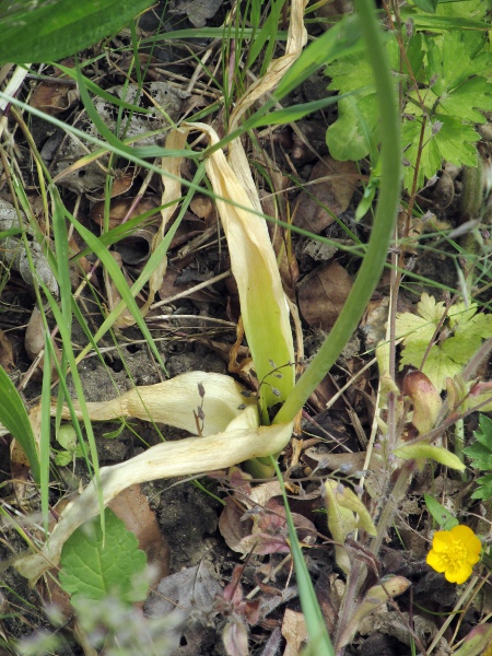 broad-headed leek / Allium nigrum: _Allium nigrum_ has a round stem and broad leaves, 3–8 cm wide.