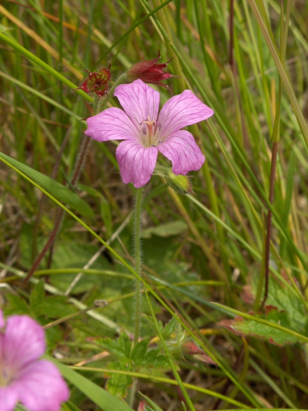 Druce’s cranesbill / Geranium × oxonianum: _Geranium_ × _oxonianum_ is a garden hybrid between _Geranium endressii_ and _Geranium versicolor_.