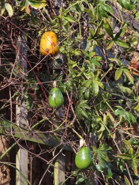 passionflower / Passiflora caerulea