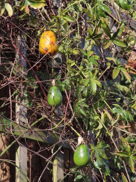 passionflower / Passiflora caerulea: The bulbous fruit of _Passiflora caerulea_ become orange-coloured and sweet-tasting when ripe.