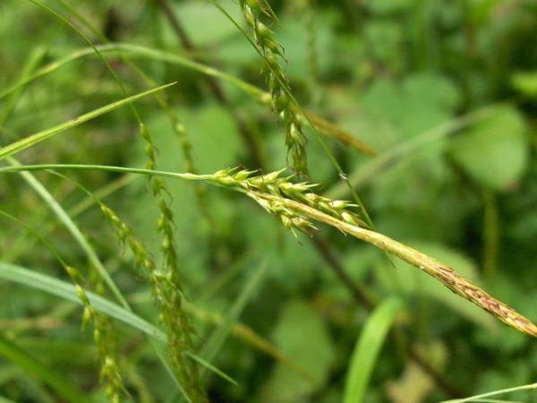 wood sedge / Carex sylvatica