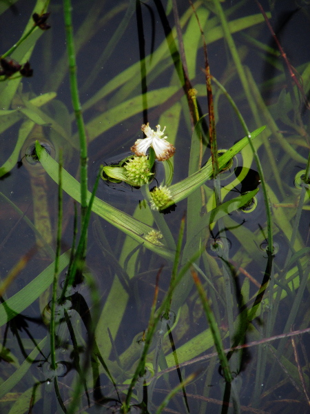 least bur-reed / Sparganium natans: _Sparganium natans_ has (mostly floating) stems with a single male flower-head and the bract below the lowest female flower-head less than twice the length of the inflorescence.