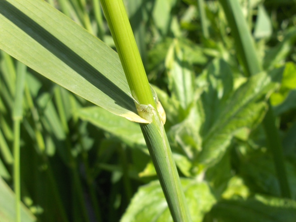 wood small-reed / Calamagrostis epigejos: Ligule and leaf base