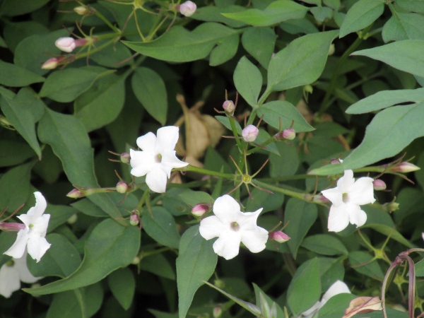 summer jasmine / Jasminum officinale: _Jasminum officinale_ is a garden shrub native to western and southern Asia.