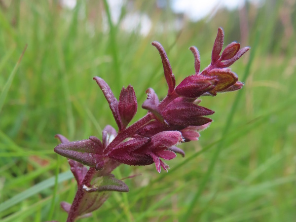 seaside red bartsia / Odontites vernus subsp. litoralis