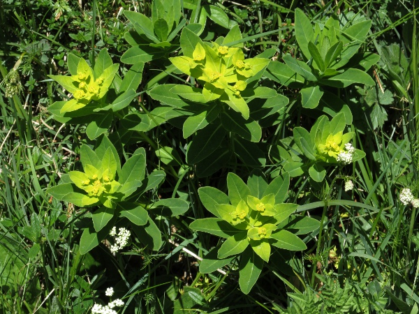 Irish spurge / Euphorbia hyberna: _Euphorbia hyberna_ is widespread in south-western Ireland, but rare in north-western Ireland and south-western England.