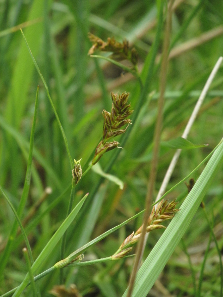 flat sedge / Blysmus compressus: _Blysmus compressus_ is found in marshes and wet flushes over calcareous soils, almost exclusively in England.