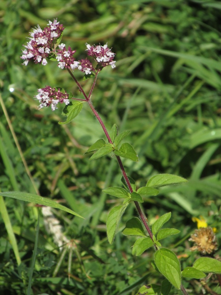 wild marjoram / Origanum vulgare: _Origanum vulgare_ grows natively in limestone and chalk downland, but also occurs as an escape from cultivation.
