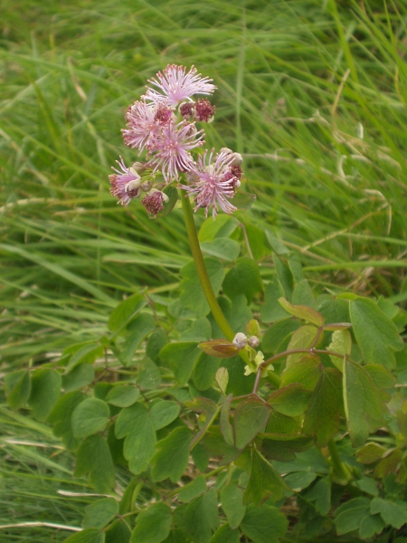 French meadow-rue / Thalictrum aquilegiifolium: _Thalictrum aquilegiifolium_ is a European montane species grown in some gardens and occasionally escaping.