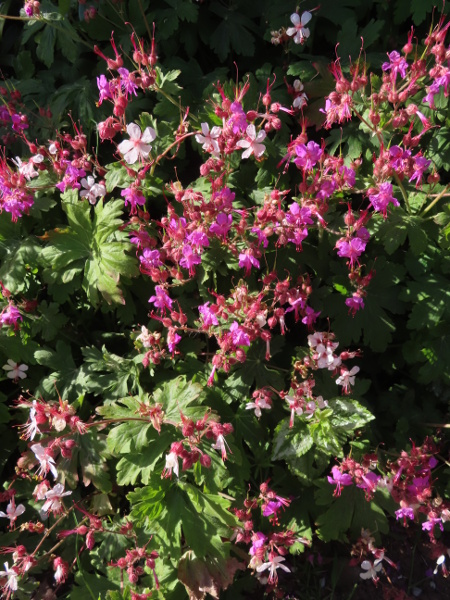 rock cranesbill / Geranium macrorrhizum: _Geranium macrorrhizum_ is a popular garden perennial, native to southern Europe, with large, palmately 7-lobed leaves.