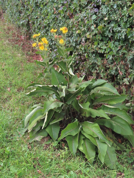 elecampane / Inula helenium: _Inula helenium_ is a persistent garden escape that has been grown in the British Isles for over 1000 years.