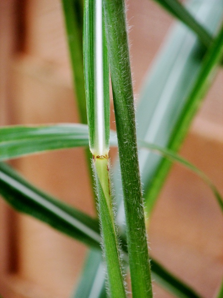 Chinese silver-grass / Miscanthus sinensis: The leaves of _Miscanthus_ have a conspicuous white stripe along the midrib. Those of _Miscanthus sinensis_ lack the reddish sheath-bases seen in _Miscanthus_ × _giganteus_.