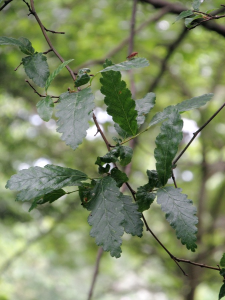 roble / Nothofagus obliqua: _Nothofagus obliqua_ is native to southern South America.