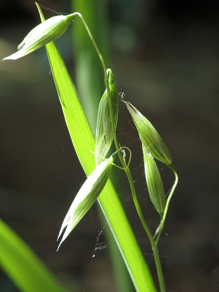 oat / Avena sativa: Inflorescence