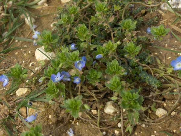 common field-speedwell / Veronica persica: _Veronica persica_ is a widespread weed native to Iran and the Caucasus; ita can be recognised by its fruits, with the two halves of the capsule pointing at 90° away from each other.