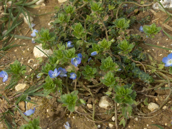 common field-speedwell / Veronica persica