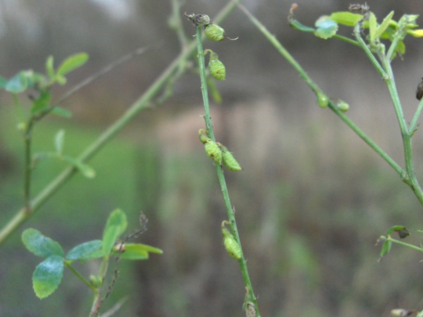 ribbed melilot / Melilotus officinalis: Unlike the hairy, black pods of _Melilotus altissimus_, _Melilotus officinalis_ has hairless pods that ripen to brown.