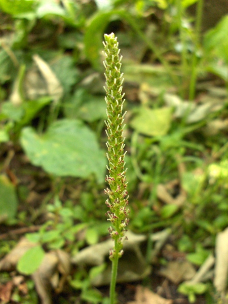 greater plantain / Plantago major: Inflorescence