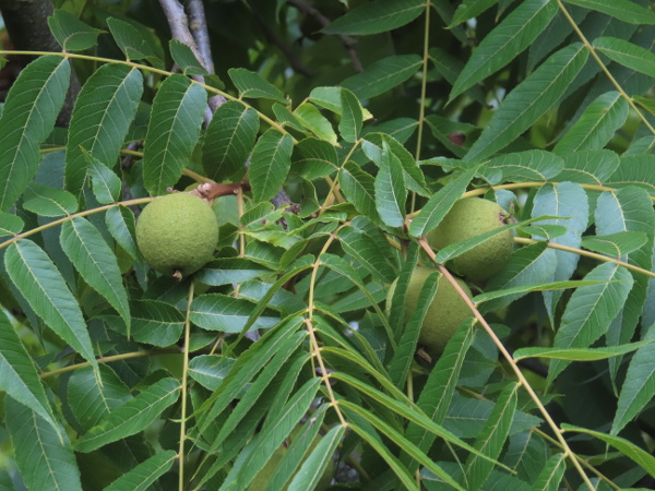 black walnut / Juglans nigra: In contrast to the Eurasian _Juglans regia_, _Juglans nigra_ has serrate leaflets, the last of which is the smallest; it is native to eastern North America.