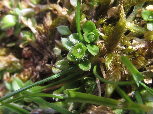 lesser chickweed / Stellaria pallida: _Stellaria pallida_ resembles _Stellaria media_, but generally without petals; it is a short-lived annual plant of open, sandy ground.